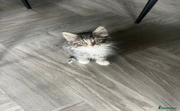Mixed Breed cats - Advert 1
