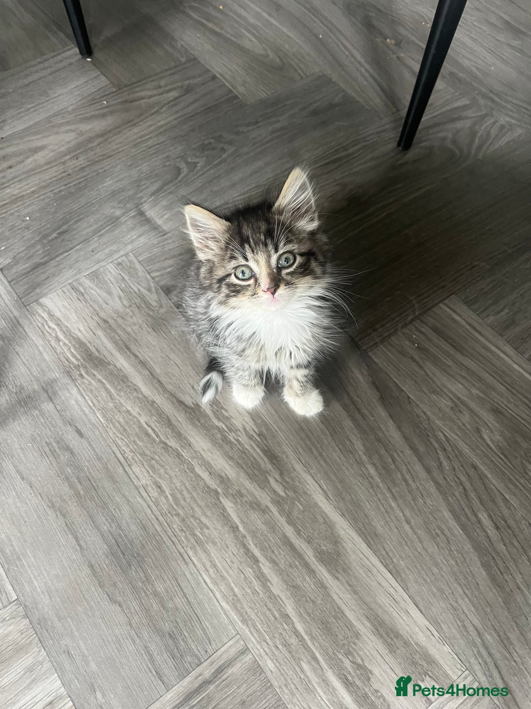 Mixed Breed cats for sale: 2 long haired  - Image 1