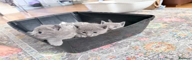 Russian Blue Kitten 3