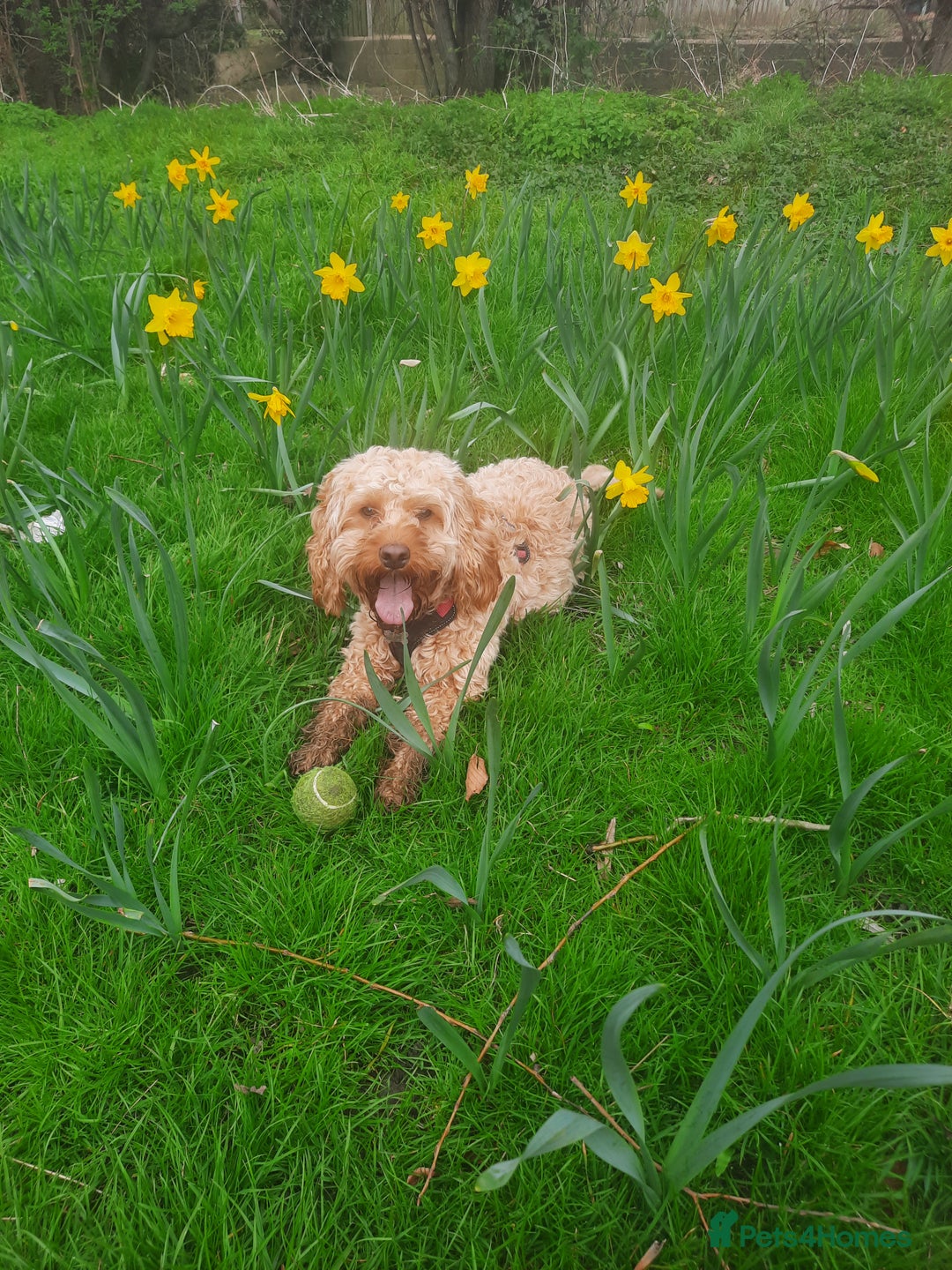 Cockapoo dogs for sale: F2 Cockapoos Puppies Gloucester - Advert 4