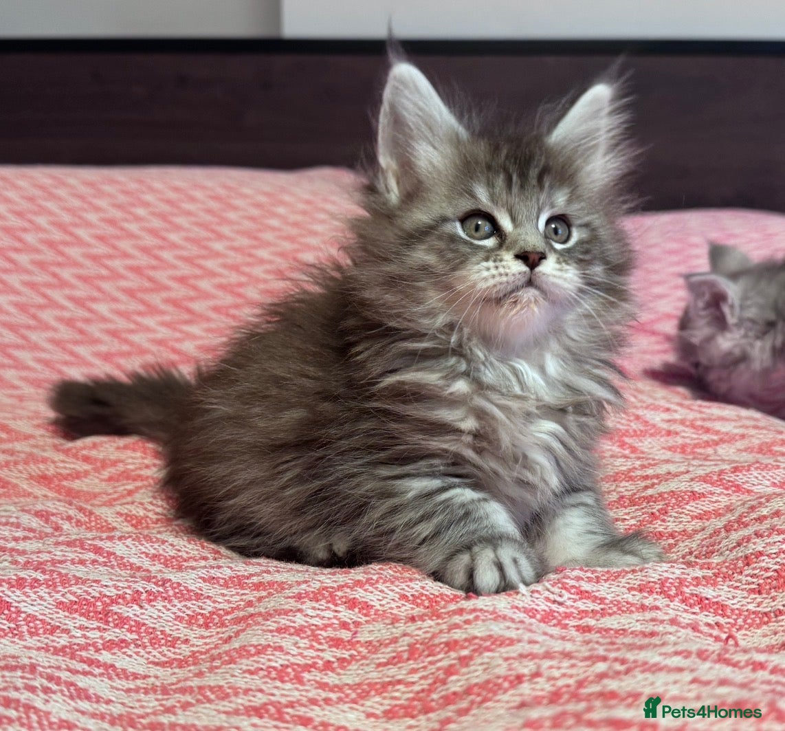 Maine Coon cats Maine Coon purebred kittens available  - Advert 8