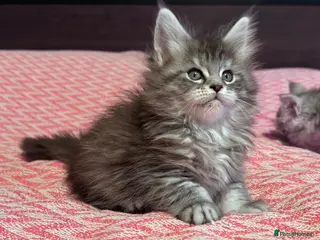 Maine Coon cats Maine Coon purebred kittens available - Advert 8
