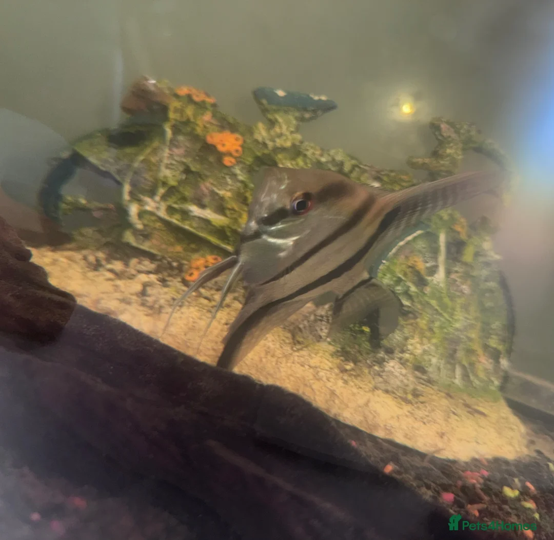Angelfish fish for sale: angelfish in Mexborough - Advert 2