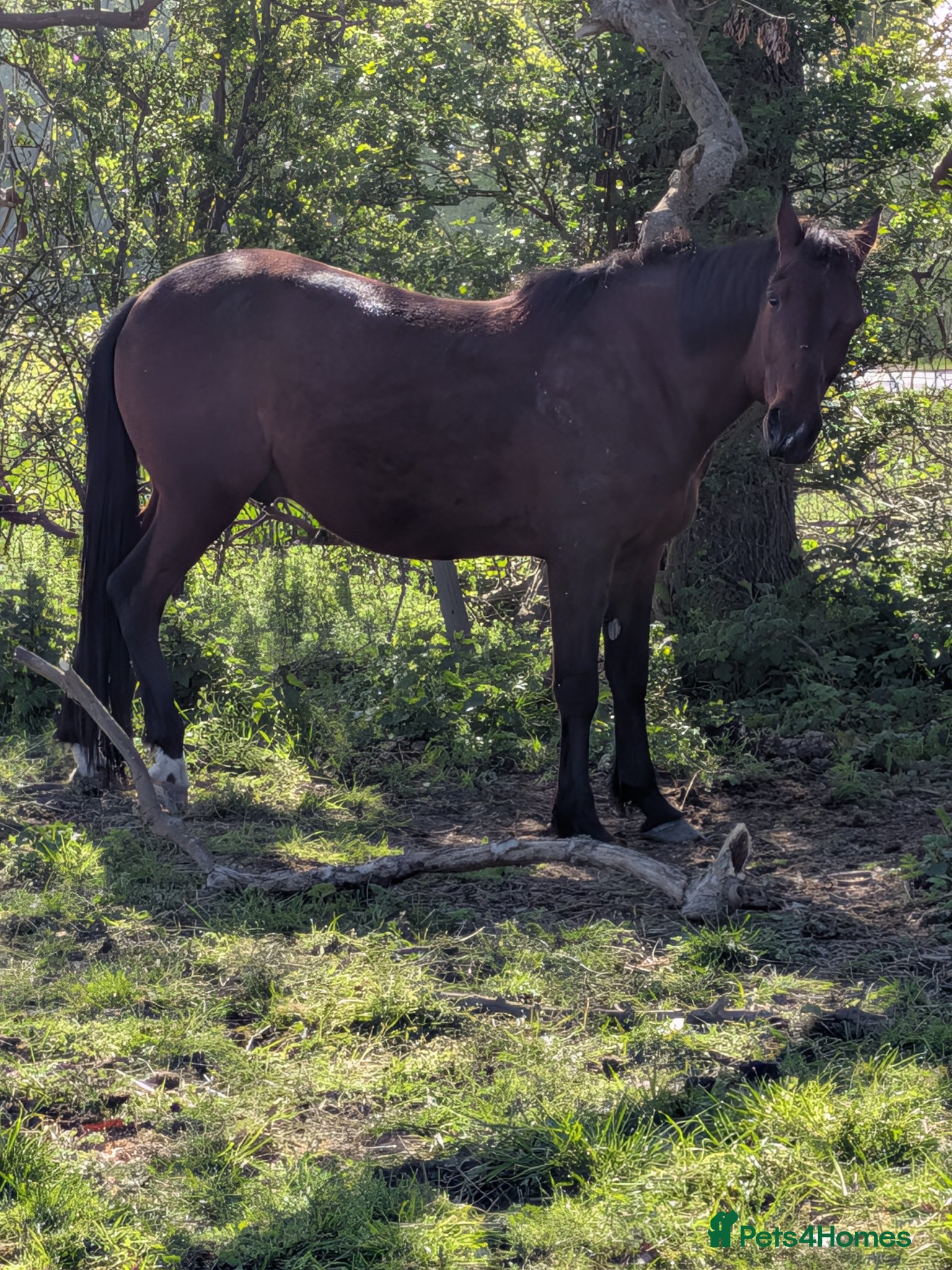 American Standardbred horses Pretty bay  - Advert 8