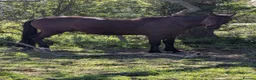 American Standardbred horses for sale: Pretty bay  in Doncaster - Advert 1