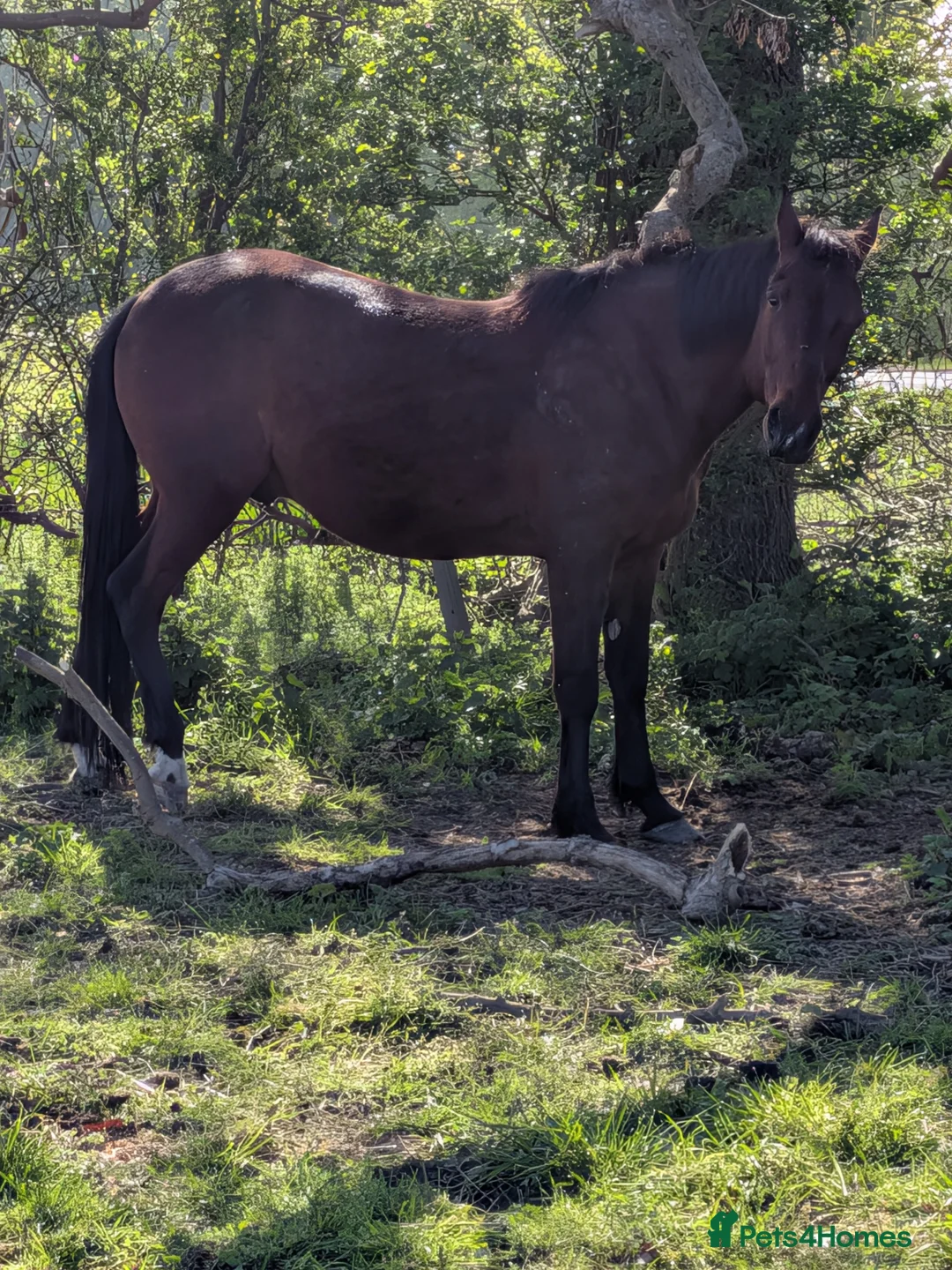 American Standardbred horses for sale: Pretty bay  in Doncaster - Advert 1