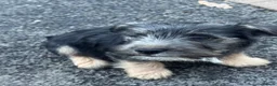 Jack Russell dogs for sale: jack Russle puppies - Advert 2