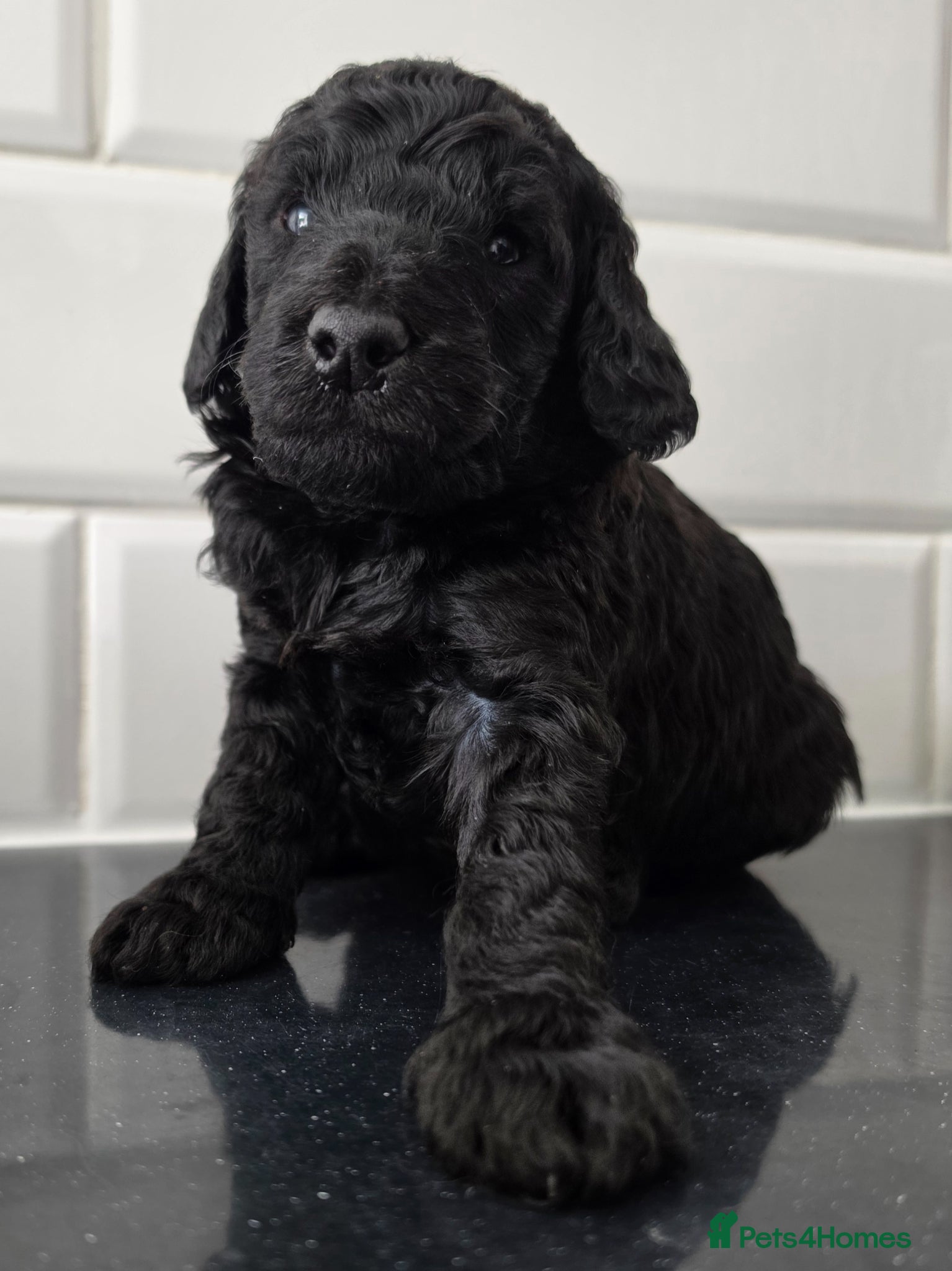 Poodle dogs Exceptional health tested Moyen Poodles  - Advert 2