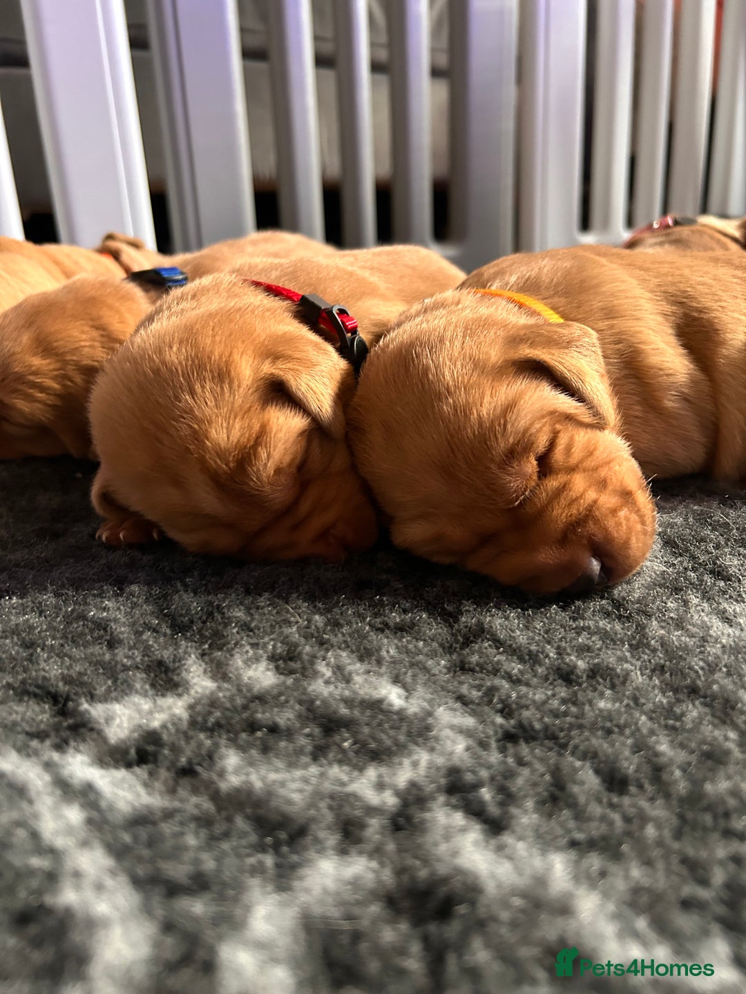 Labrador Retriever dogs for sale: Labrador Retriever Puppies KC reg - Advert 8