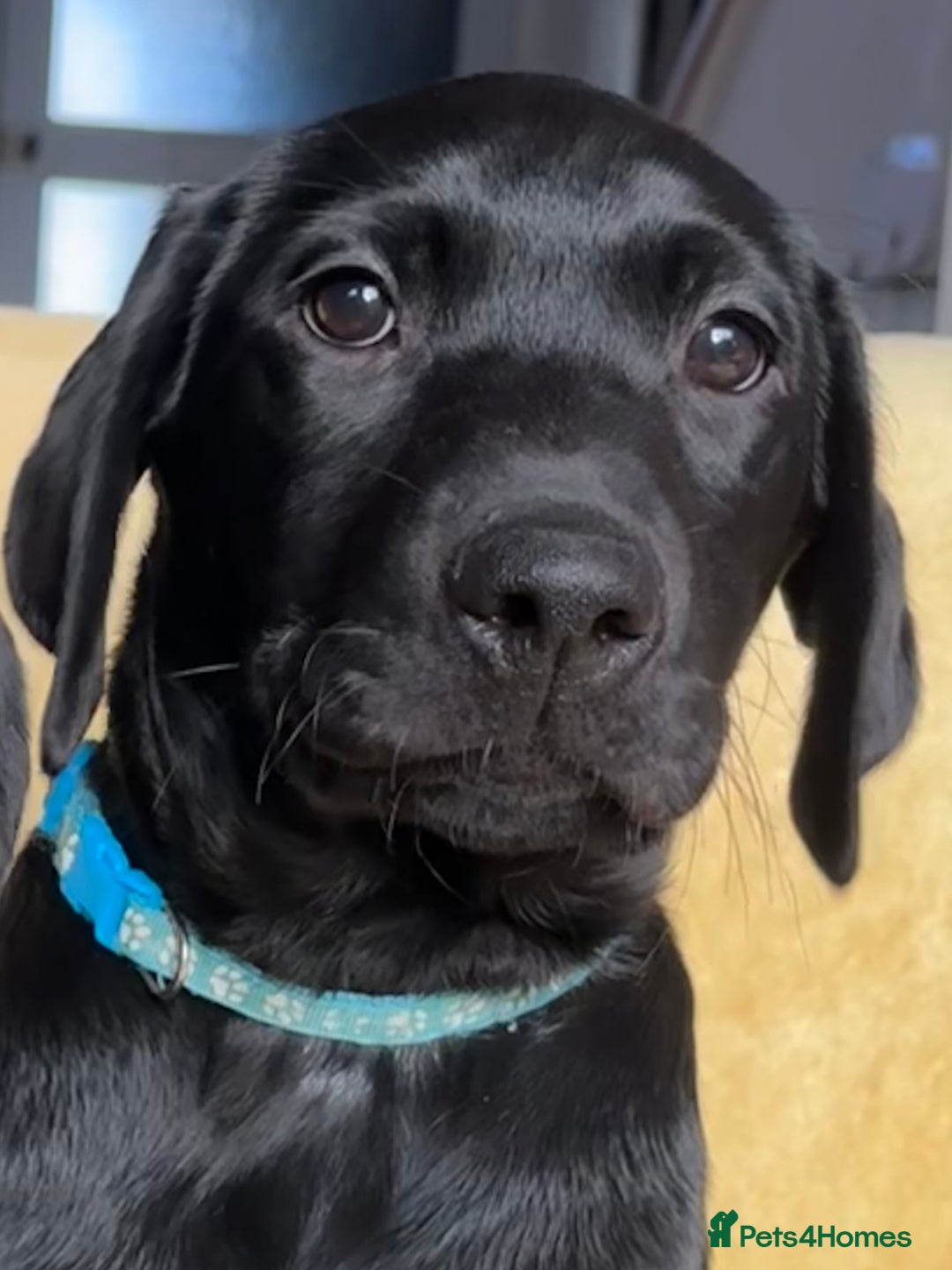 Labrador Retriever dogs for sale: KC Fully Health Tested Outstanding Working Line - Advert 9