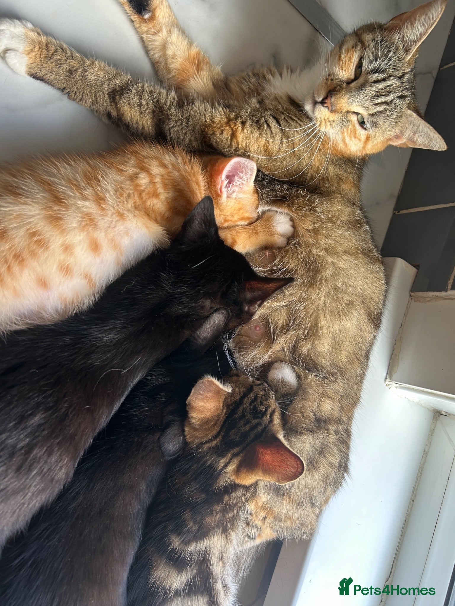 Mixed Breed cats Gorgeous Kittens ready for there forever home  - Advert 4