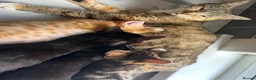 Mixed Breed cats for sale: Gorgeous Kittens ready for there forever home  - Advert 1