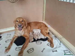 Golden Retriever dogs KC registered golden retriever - Advert 1