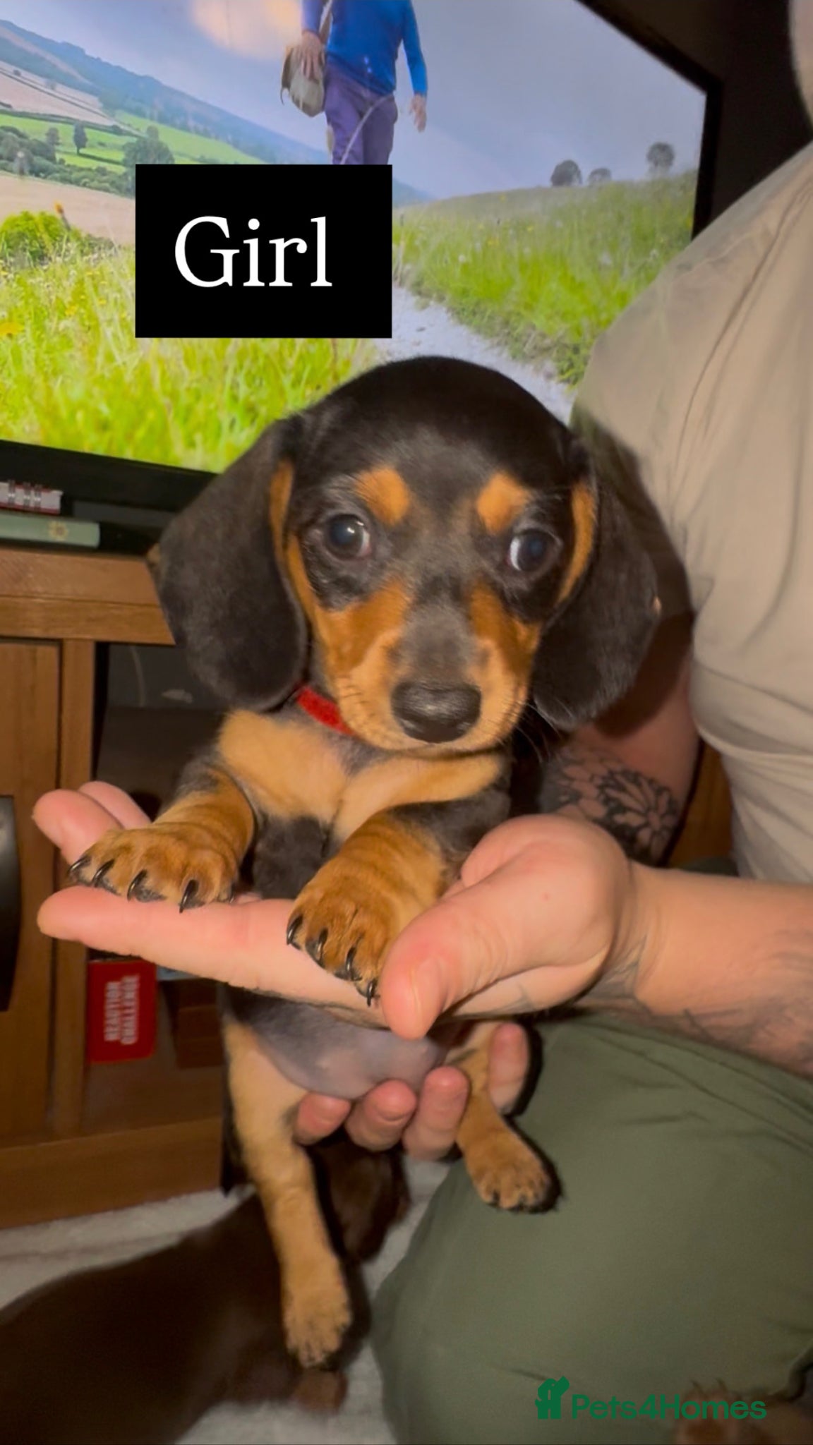 Miniature Dachshund dogs Miniature dachshund puppy  - Advert 2