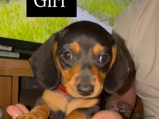Miniature Dachshund dogs Miniature dachshund puppy - Advert 2