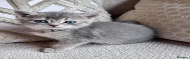 British Shorthair Kitten 3