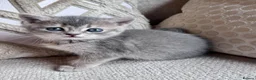 British Shorthair cats for sale: Beautiful British Shorthair Kittens  - Advert 14