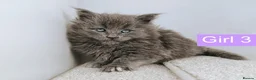 Maine Coon cats for sale: DNA health tested Maine coon kittens  - Advert 37