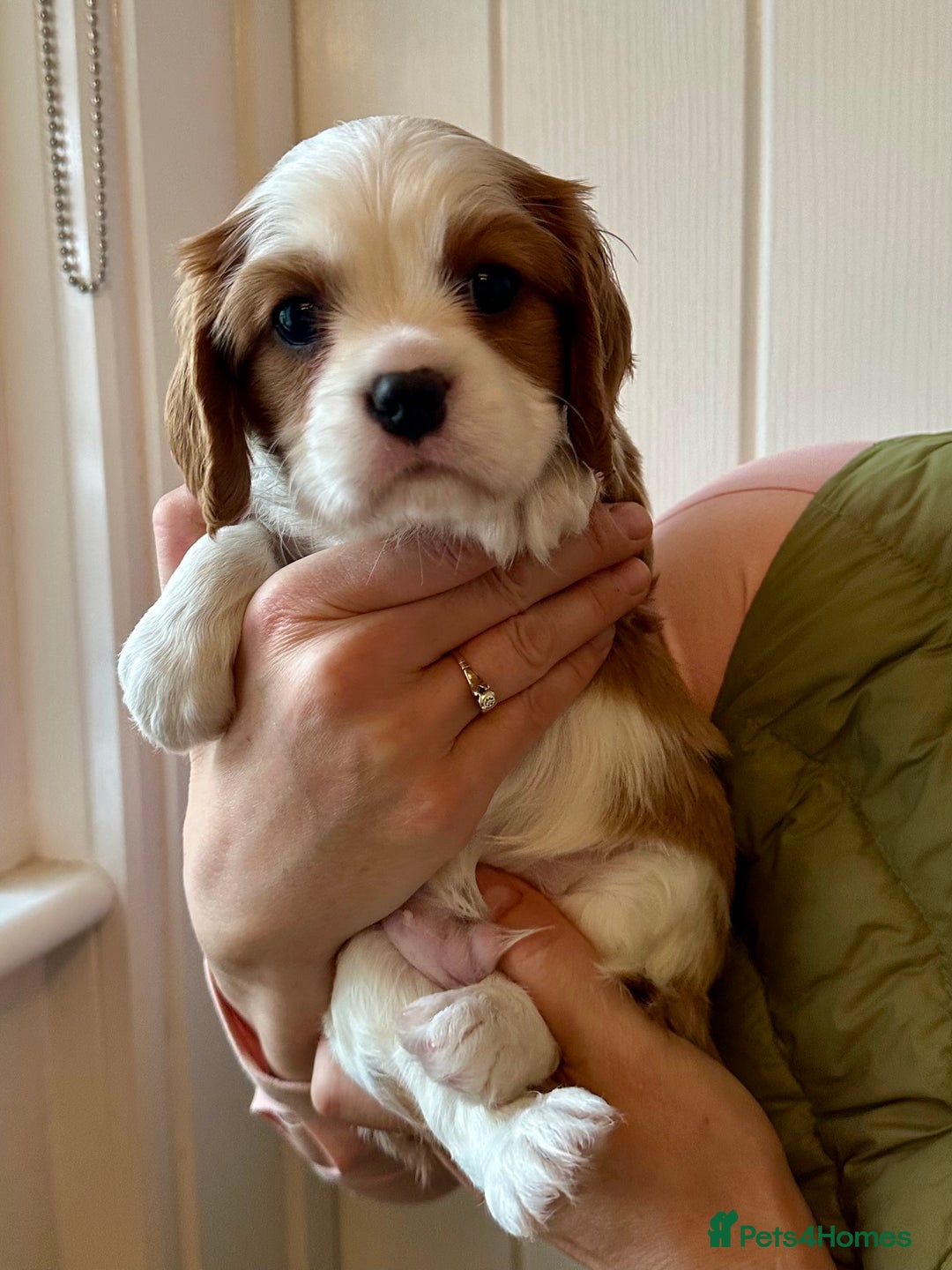 Cavalier King Charles Spaniel dogs for sale: Fully health tested CKCS 🐶💙🐾 - Image 25