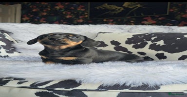 Miniature Dachshund dogs - Advert 3