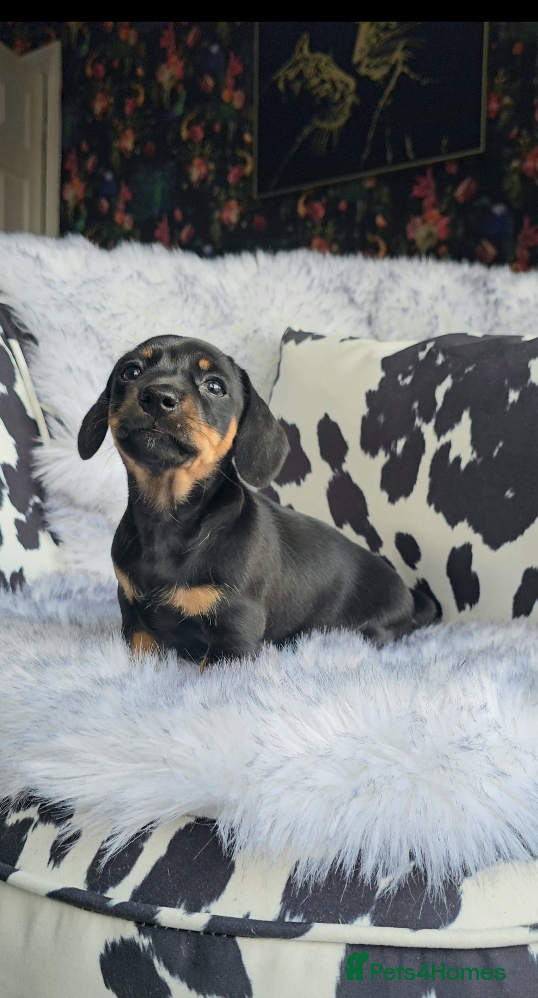 Miniature Dachshund dogs for sale: Miniature Smooth Dachshund Puppies  - Image 5