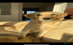 Golden Retriever dogs for sale: 8 month old Puppy looking for a Special Home  - Image 6