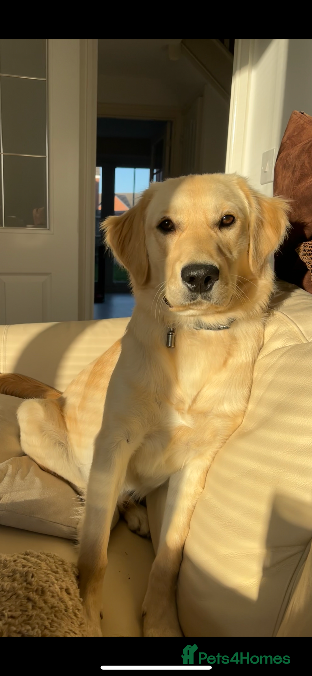 Golden Retriever dogs for sale: 8 month old Puppy looking for a Special Home  - Image 6