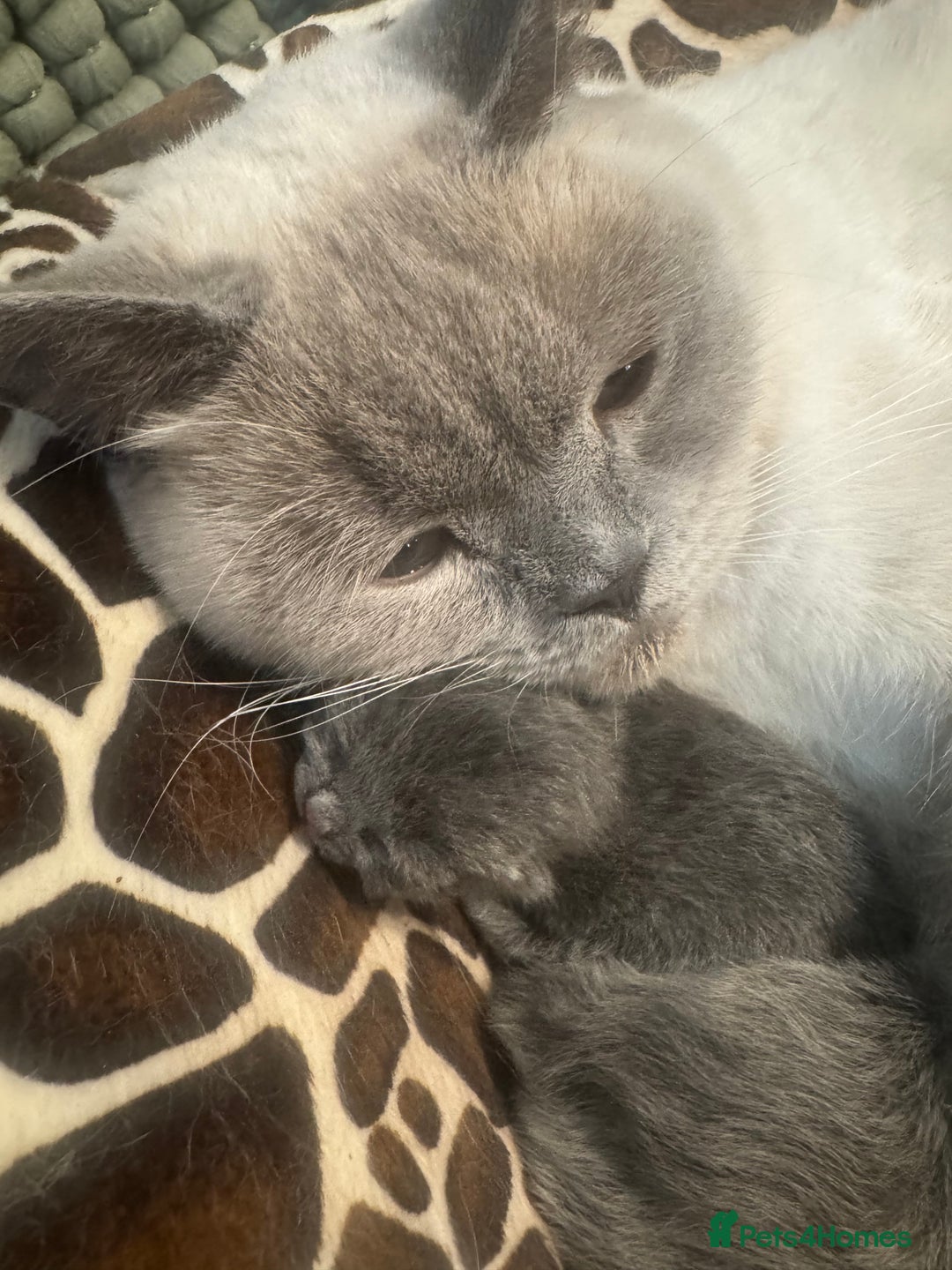 British Shorthair cats for sale: Beautiful British Shorthair Kittens  - Image 2