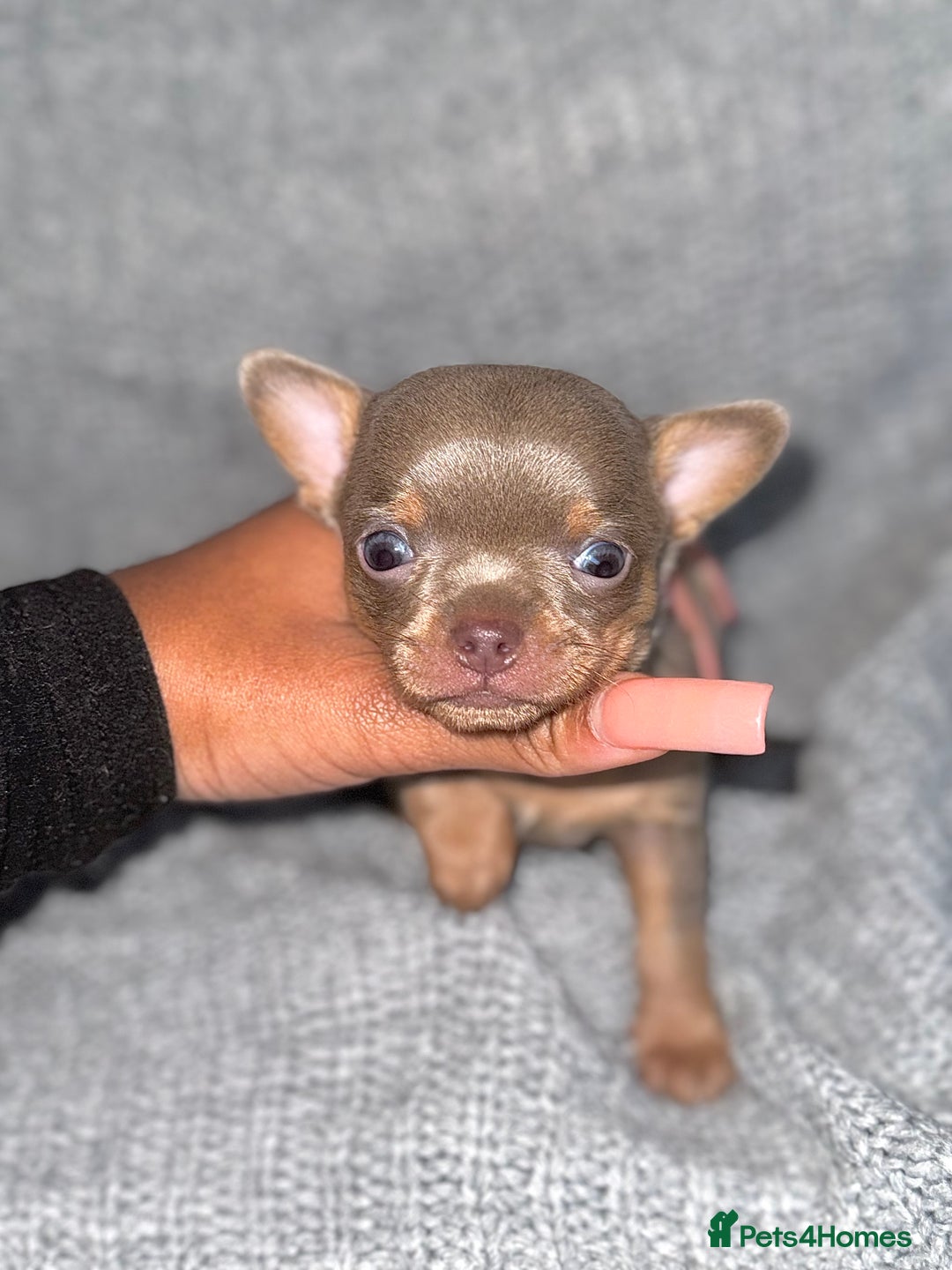 Chihuahua dogs for sale: LILAC GREY EYED CHIHUAHUA BOY - Advert 2