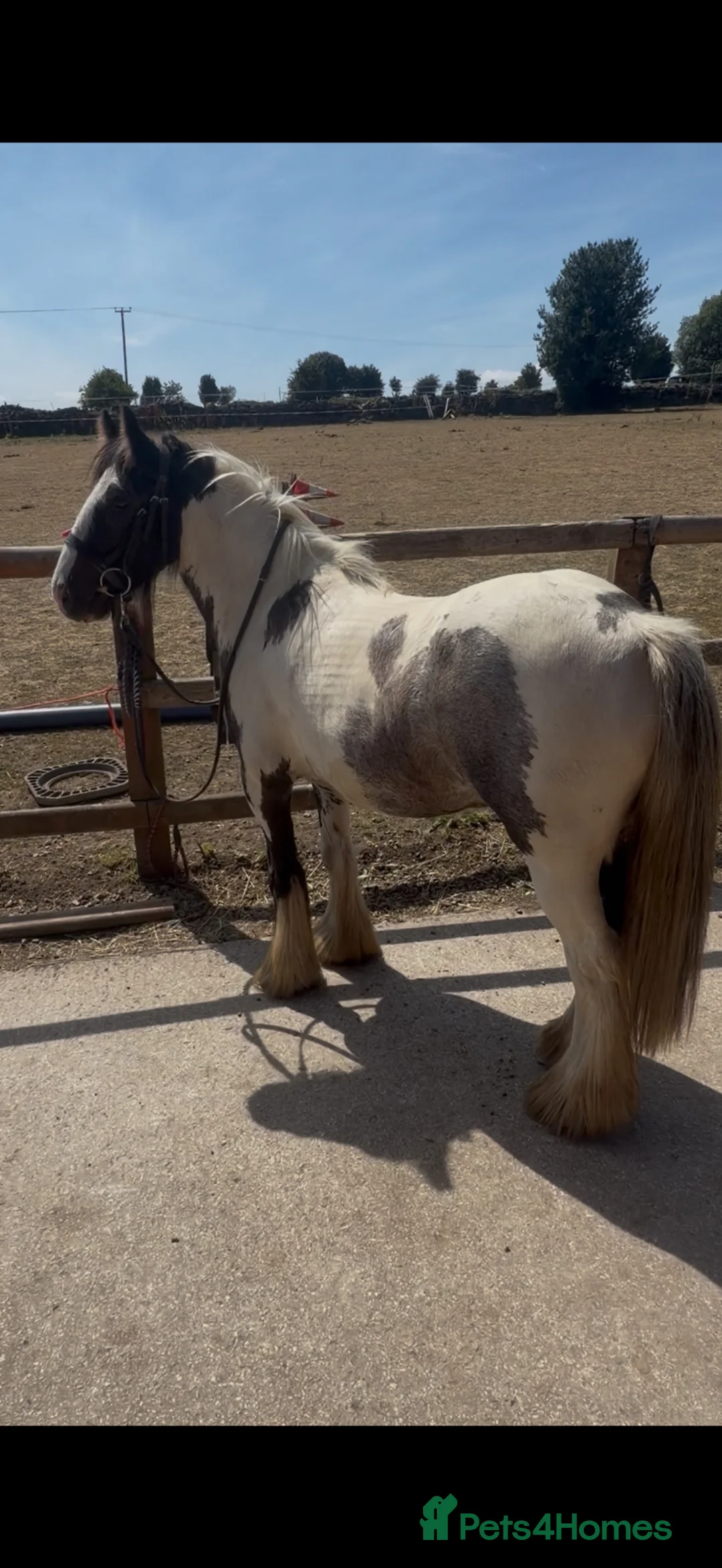 Irish Cob horses for sale: perfect children's pony 💓 - Advert 17