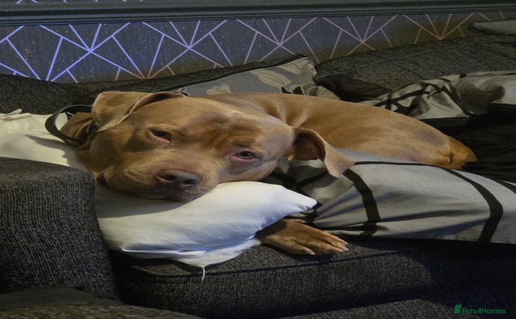 American Bull Staffy dogs - Advert 2