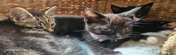 Mixed Breed cats for sale: 5 little kittens ready for the new lovely homes  ! in Cheltenham - Advert 22