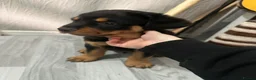 Rottweiler dogs for sale: 3 Beautiful Rottweiler Puppies - RESERVATION - Advert 3