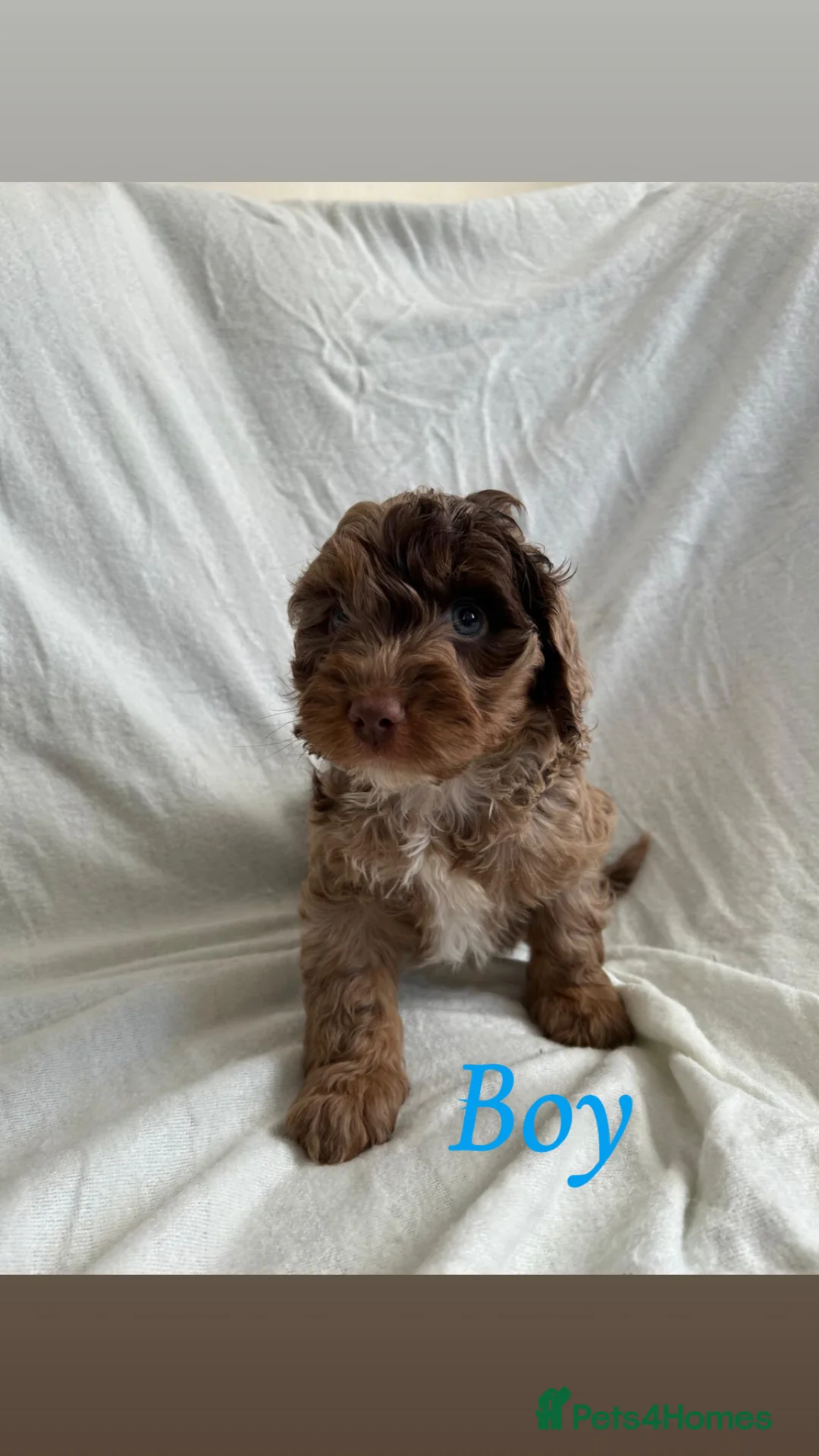 Cockapoo dogs for sale: F1 cockapoo puppies  - Advert 2