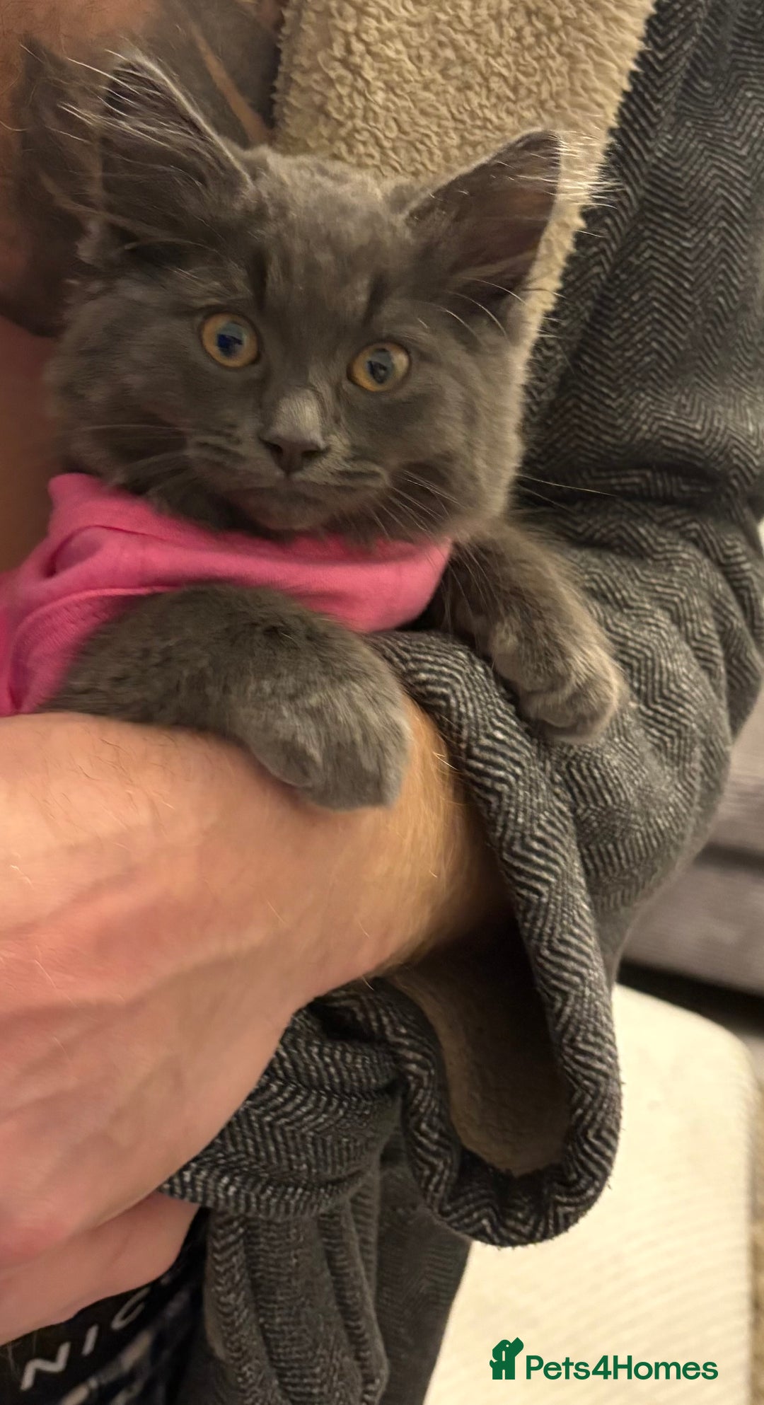 British Shorthair cats for sale: Pale grey female kitten  - Advert 4