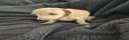 Miniature Dachshund dogs for sale: LAST 3x Dachshund boys ready NOW fully vacs - Advert 12