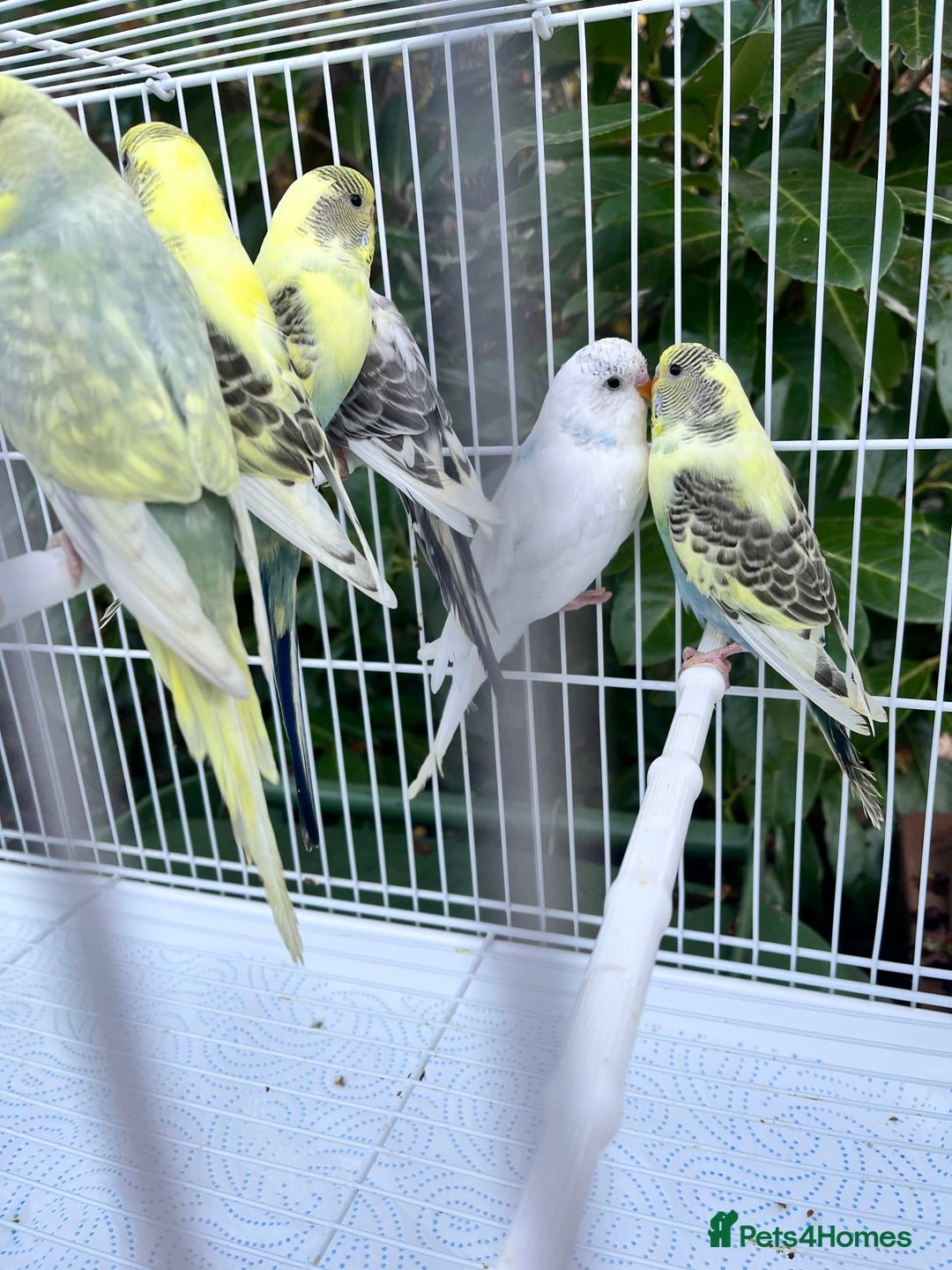 Budgerigars birds for sale: Stunning dominant and rainbow pied baby budgies!!! - Image 3