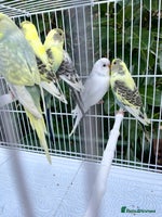 Budgerigars birds - Advert 3
