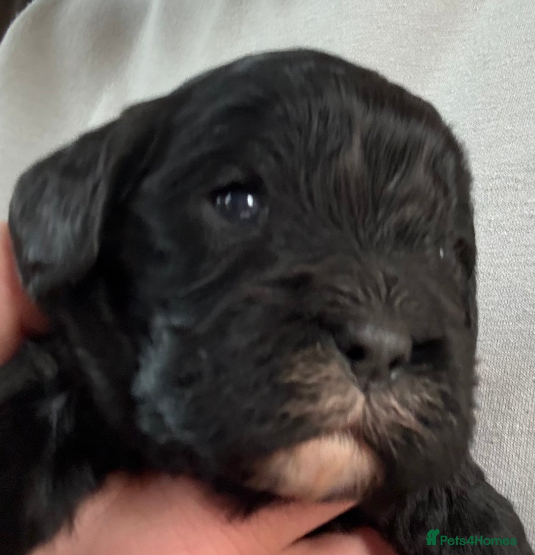 Mixed Breed dogs for sale: Gorgeous toy apricot and black cavapoos  - Advert 5