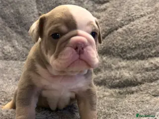 English Bulldog dogs QUALITY 5* ENGLISH BULLDOG PUPPIES - Advert 12