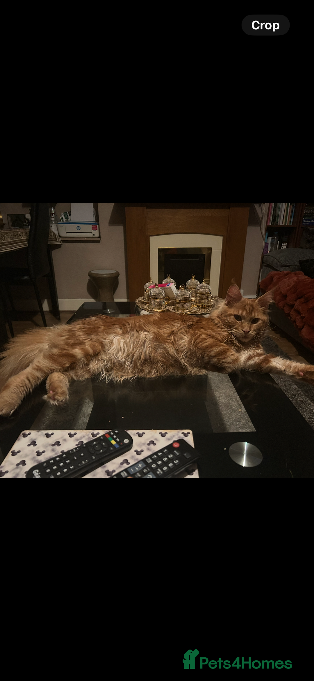 Maine Coon cats for sale:  2 beautiful maine coon kittens left - Image 16