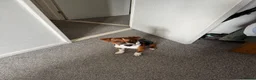 Patterjack dogs for sale: 1 year old patterjack in Darlington - Advert 8