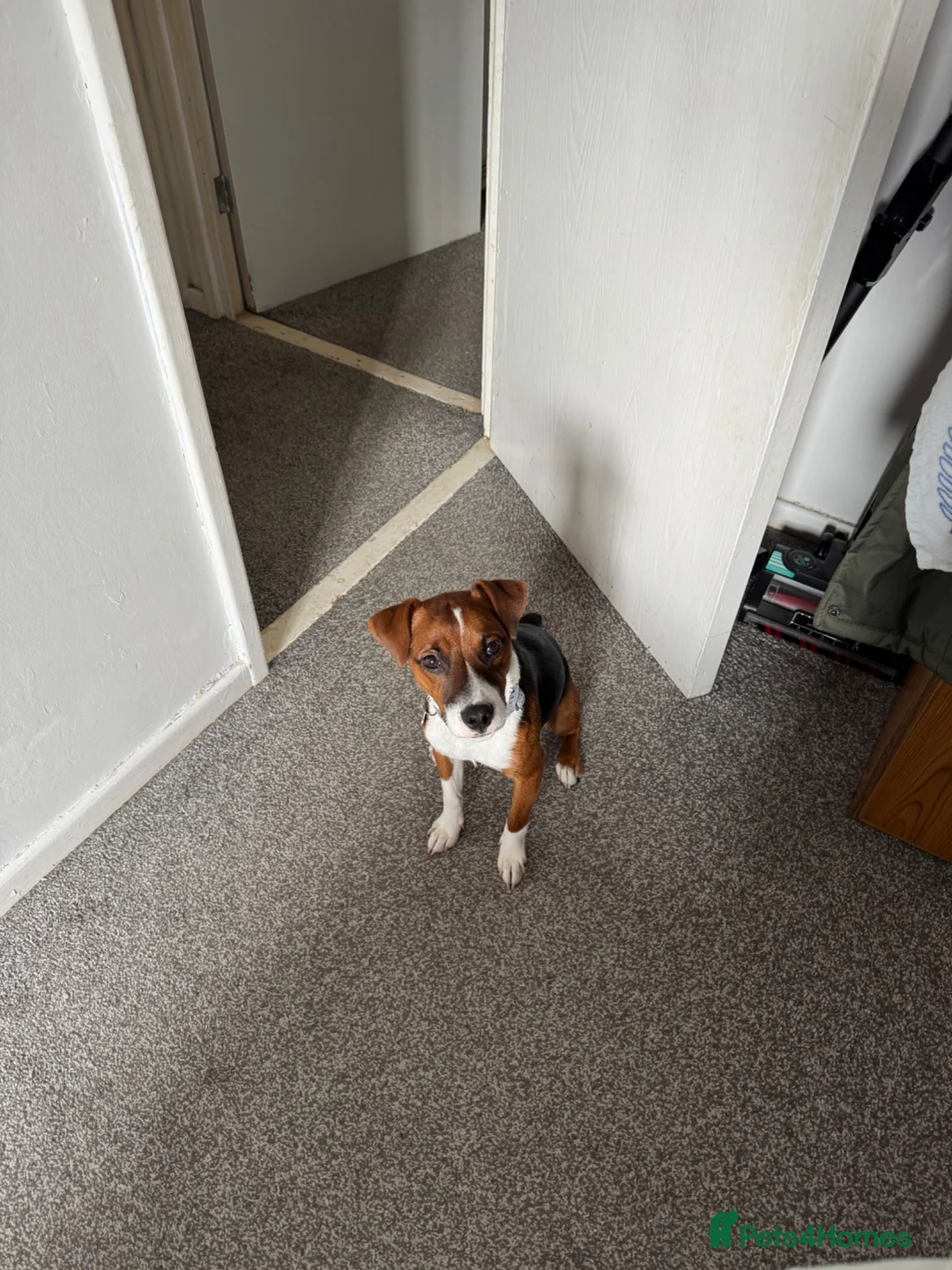 Patterjack dogs for sale: 1 year old patterjack in Darlington - Advert 8