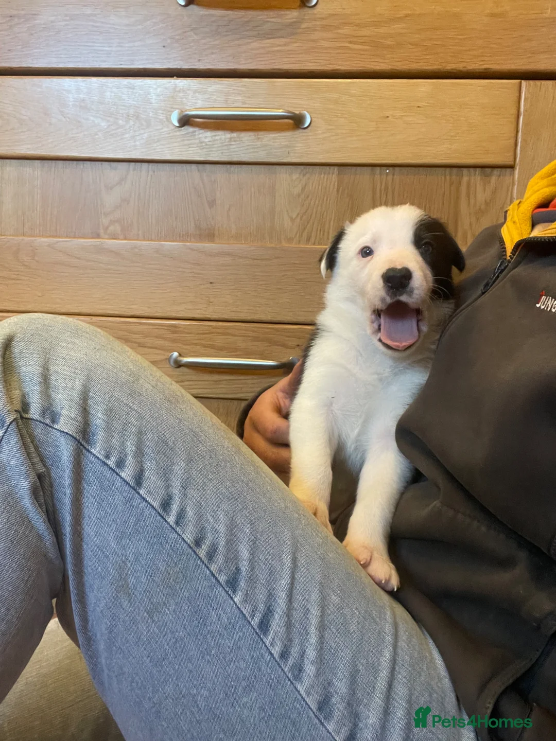 Border Collie dogs for sale: Border Collie Puppies For Sale! in Cheltenham - Advert 26