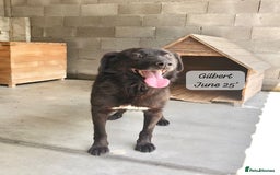 Mixed Breed dogs for adoption: Gilbert, 6 yrs old. Reserved stc. - Image 4