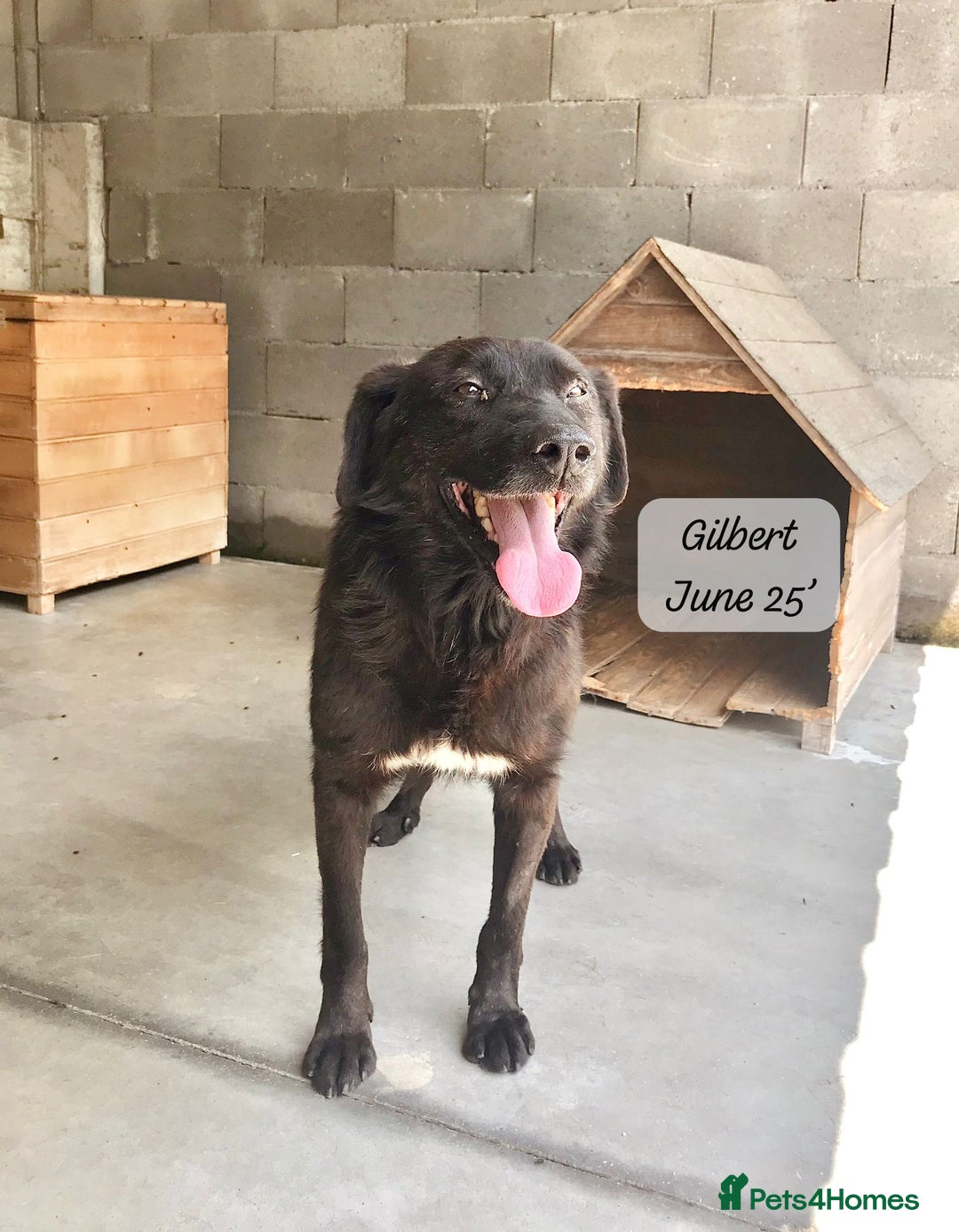 Mixed Breed dogs for adoption: Gilbert, 6 yrs old. Reserved stc. - Image 4