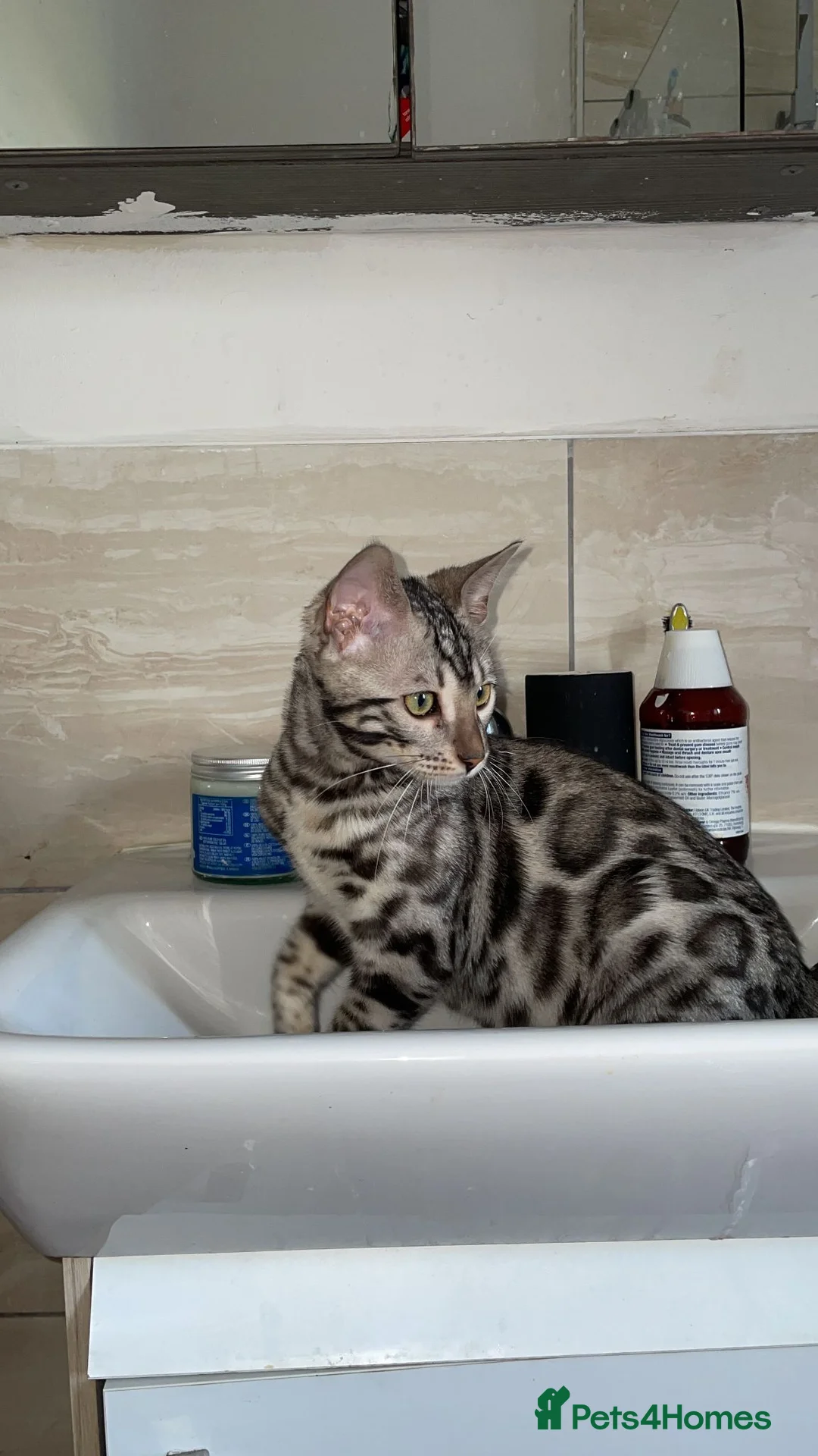 Bengal cats for stud: SILVER BENGAL LOOKING FOR STUD - Advert 2