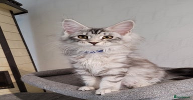 Maine Coon cats in Ipswich - Advert 10