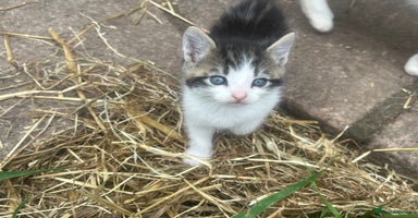 Mixed Breed cats - Advert 2
