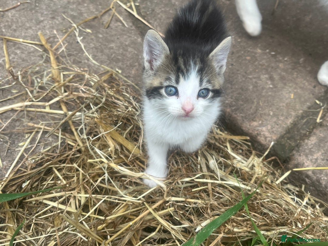 Mixed Breed cats for sale: Lovely well handled kittens - Image 2